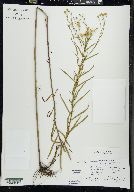 Euthamia remota image