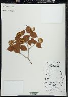 Viburnum rafinesqueanum image