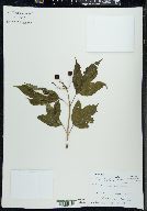 Viburnum trilobum image