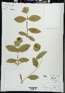 Lonicera dioica image