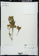 Viburnum trilobum image