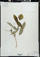 Lonicera dioica image