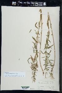 Epilobium leptophyllum image