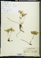 Cornus canadensis image