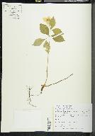 Cornus canadensis image