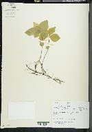 Cornus canadensis image