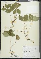 Cornus canadensis image