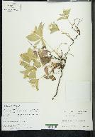 Cornus canadensis image