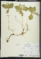 Cornus canadensis image