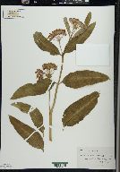 Asclepias purpurascens image