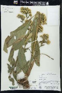 Solidago rigida image