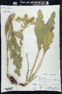 Solidago rigida image