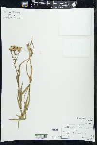 Solidago ptarmicoides image