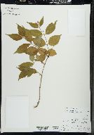 Diervilla lonicera image