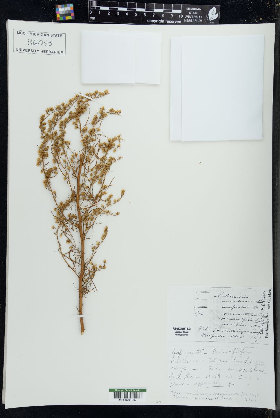 Artemisia canadensis image