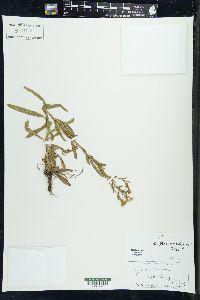 Solidago ptarmicoides image