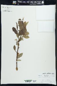 Salix lucida image