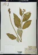 Asclepias exaltata image