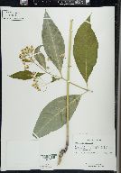 Asclepias exaltata image