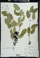 Rhamnus cathartica image