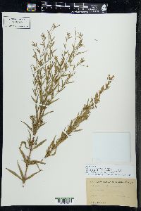 Epilobium strictum image