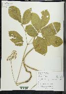 Aralia nudicaulis image