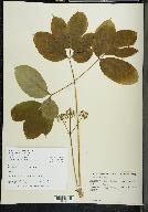 Aralia nudicaulis image