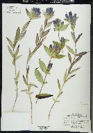 Gentiana andrewsii image