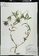 Gentiana linearis image