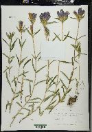 Gentiana linearis image