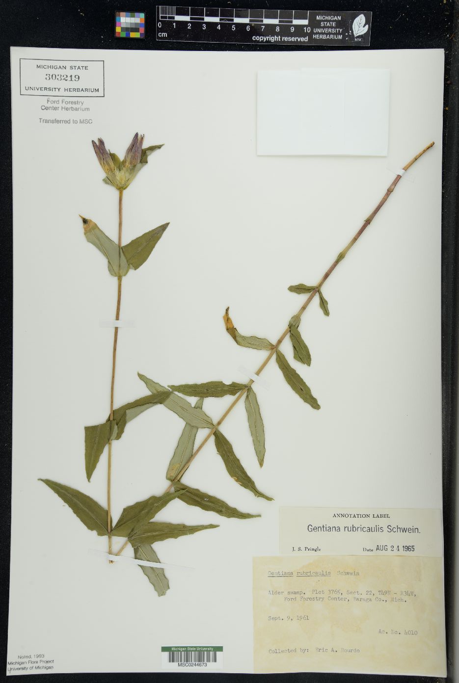 Gentiana rubricaulis image