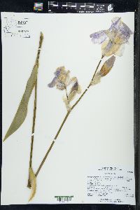 Iris germanica image