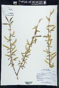 Salix x sepulcralis image
