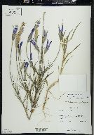 Gentianopsis virgata image