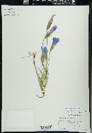 Gentianopsis virgata image