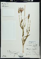 Gentianopsis virgata image