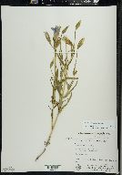 Gentianopsis virgata image