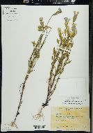 Gentianopsis virgata image