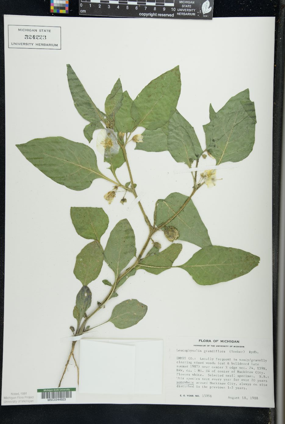 Leucophysalis grandiflora image