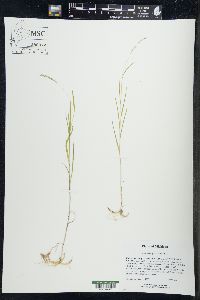 Muhlenbergia mexicana image