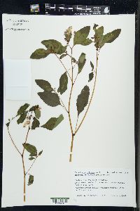 Impatiens biflora image