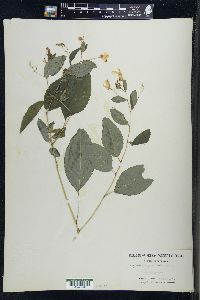 Impatiens pallida image