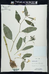 Impatiens pallida image