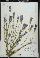 Gentianopsis crinita image