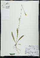 Hieracium piloselloides image