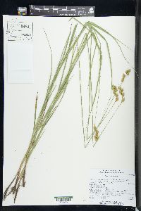 Carex tenera image