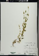 Gentianopsis crinita image