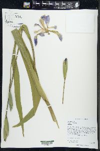 Iris virginica image