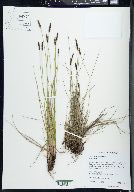 Carex scirpoidea image