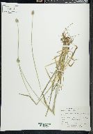 Alopecurus alpinus image